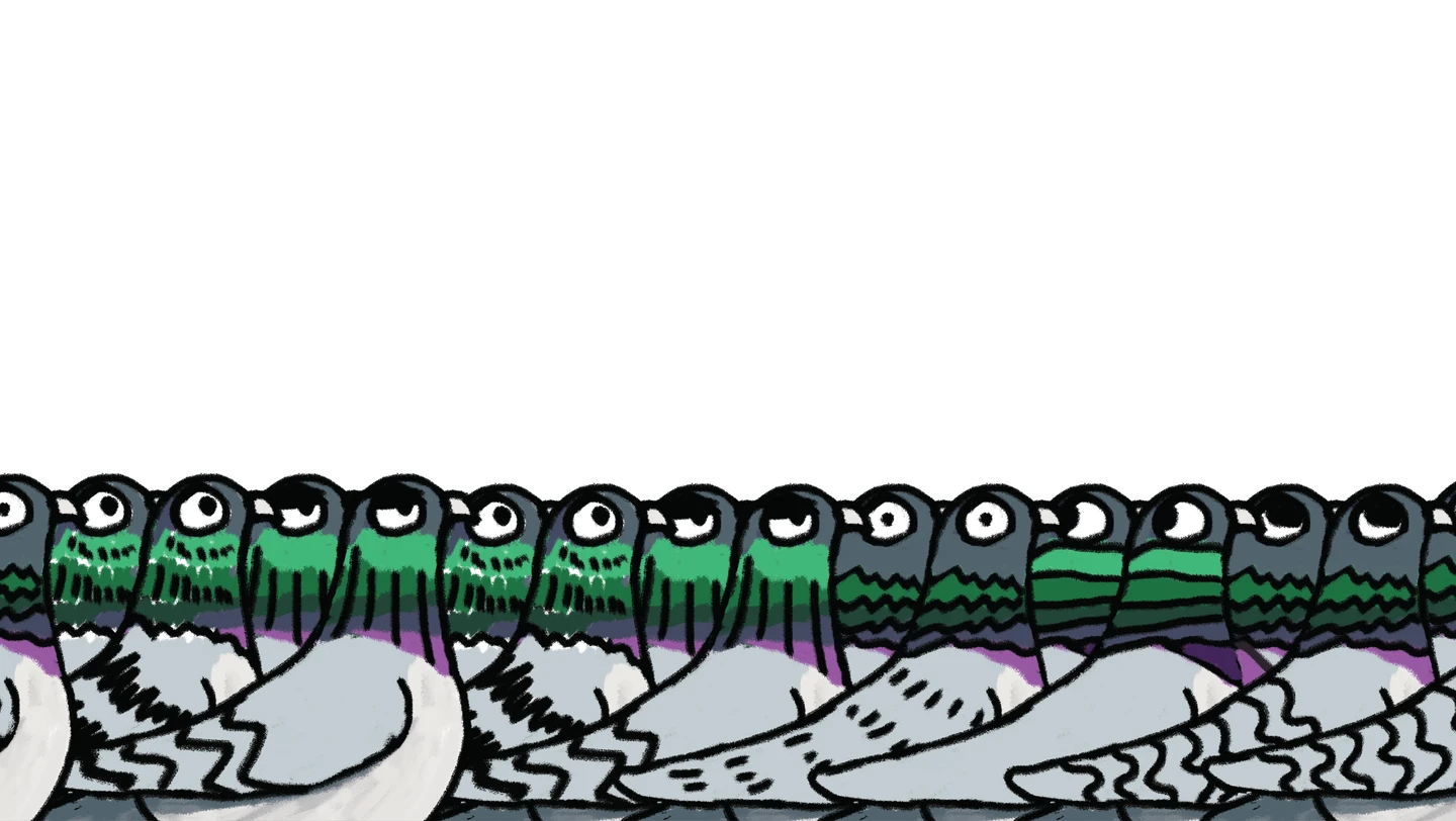Pigeons